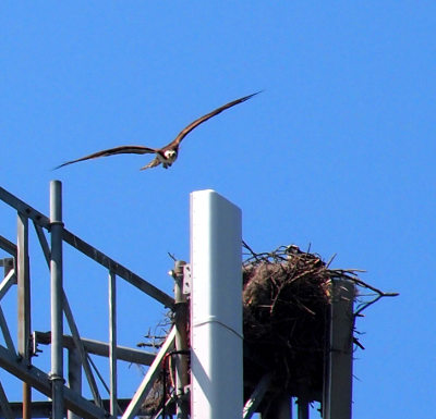 [Osprey with fully outstretched wings facing into the camera as it comes toward the huge nest built into one corner of the cell tower.]